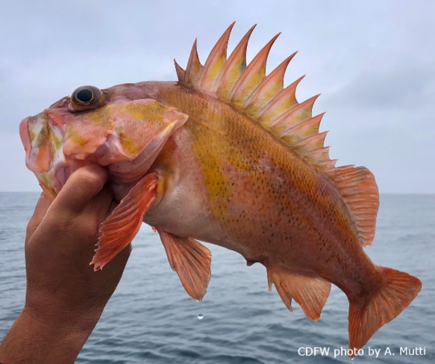 copper rockfish held by human hand