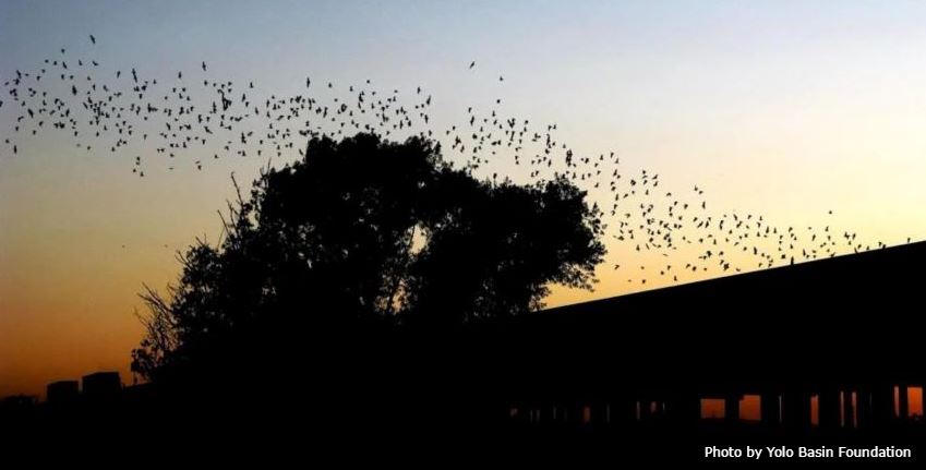 bats flying above yolo causeway near Davis