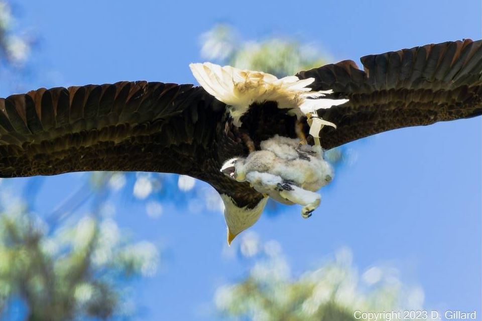 eagle flying with a hawk in its claws