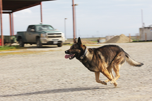 law enforcement dog running
