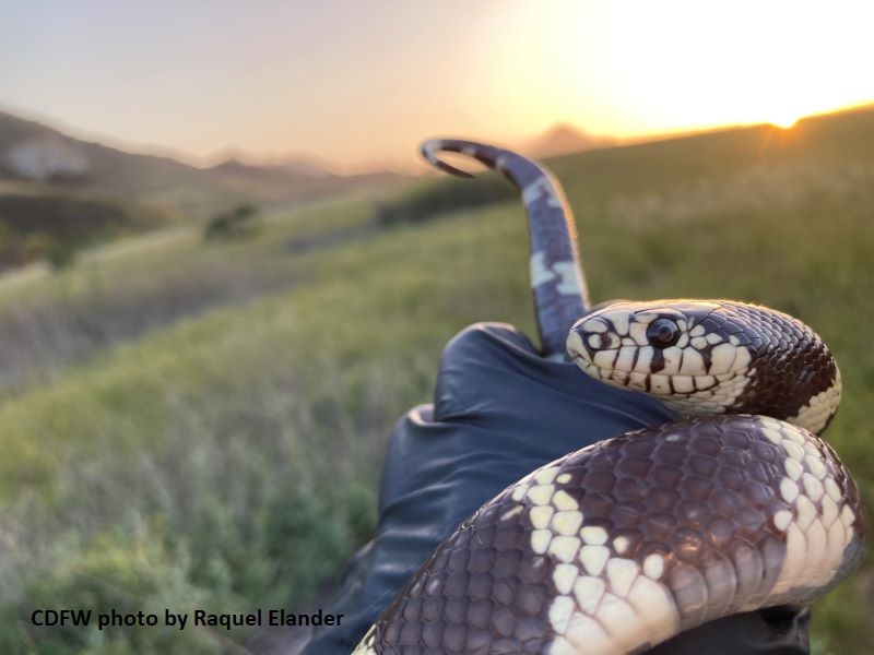 kingsnake held by gloved hand outdoors