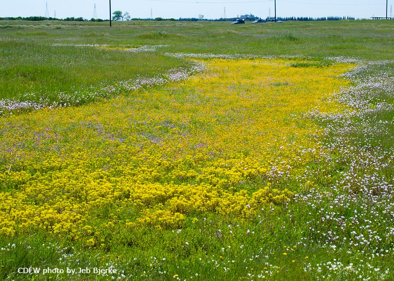 vernal pool with flowers at Mather Field near Sacramento