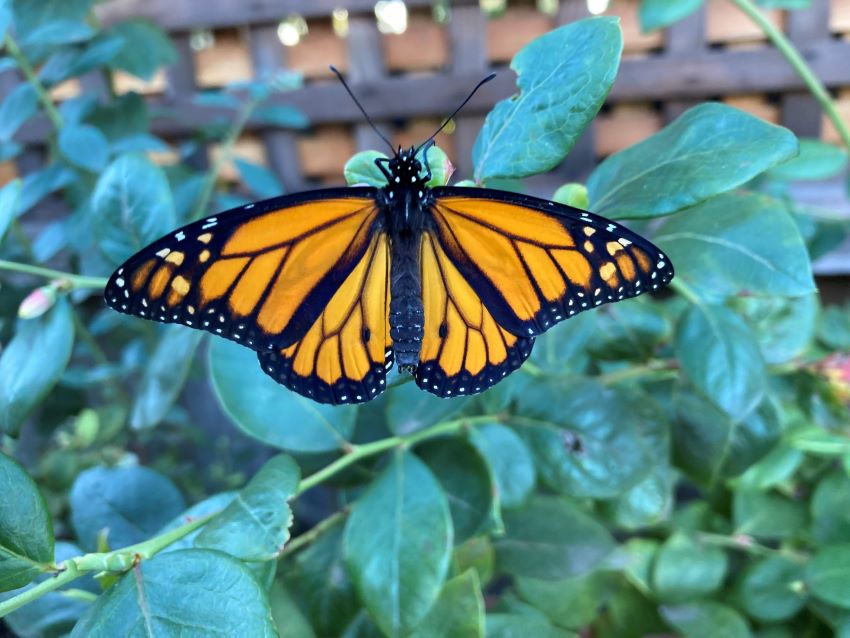Monarch butterfly outdoors