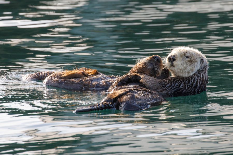 two otters in the water