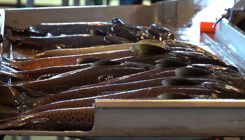 Salmon carcasses at CDFW hatchery