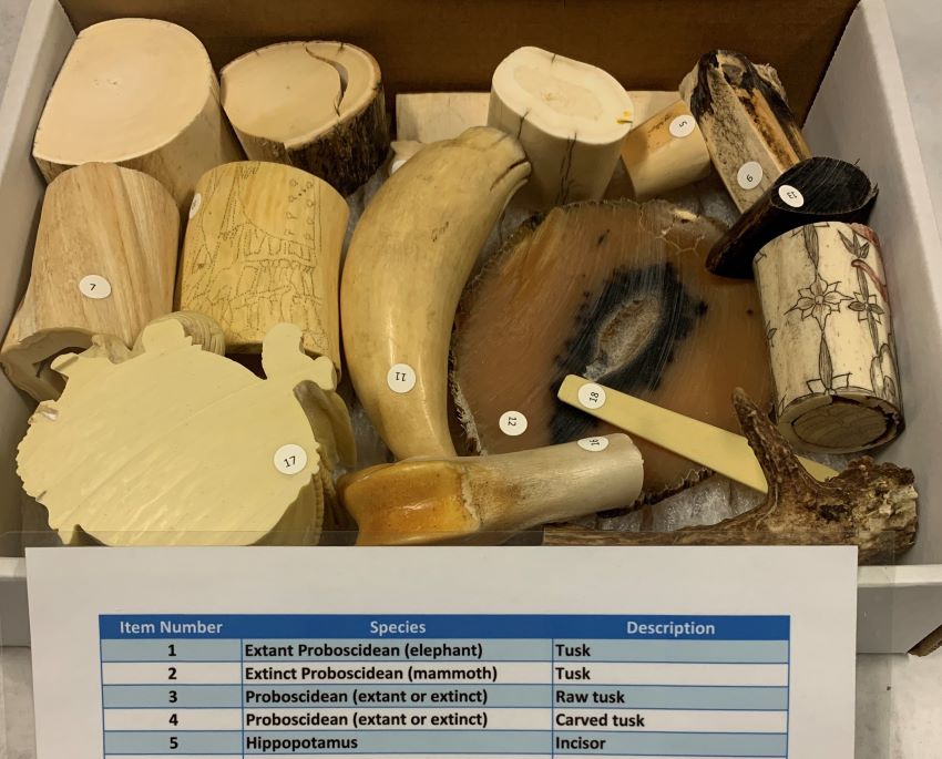 photo shows ivory samples