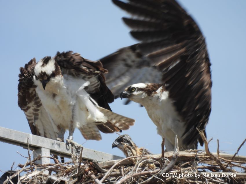 two adult osprey and a chic in a nest
