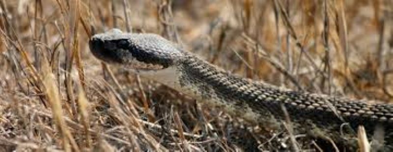 CDFW file photo of rattlesnake