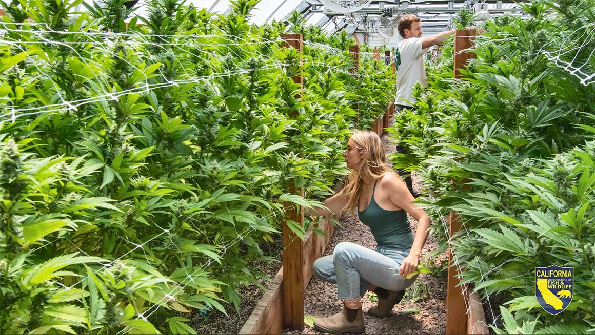 Photoperiod cannabis plants thriving in outdoor Australian garden