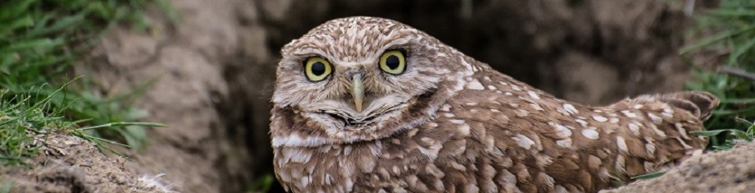 an owl with large eyes sitting on the ground looking directly at the camera