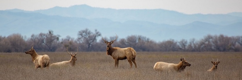 mulitple elk standing in a grassy meadow, with the center elk looking at the camera