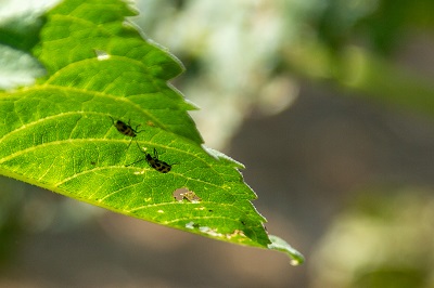 two lady bugs on the underside of a cannabis leaf