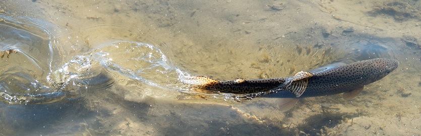 a fish swimming through the water making ripple marks with its tail