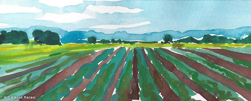 painting of rows...