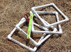 Quadrats in Meadow