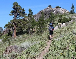 Hiker on Pacific Crest Trail