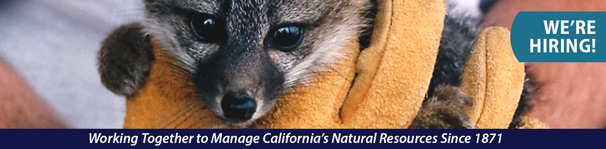 Young Kit fox held in gloved hands