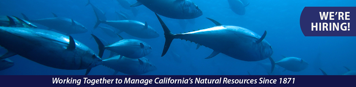 Underwater shot of tuna swimming