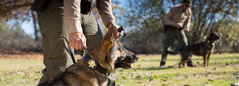 Wildlife officers and K-9s