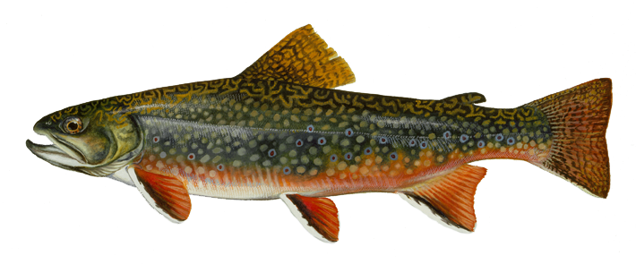 brook trout - a dark green to brown color, with a distinctive marbled pattern 