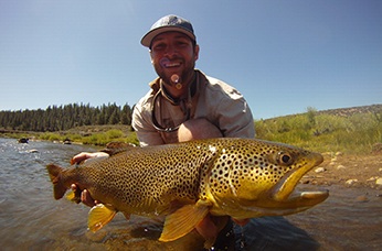 brown trout