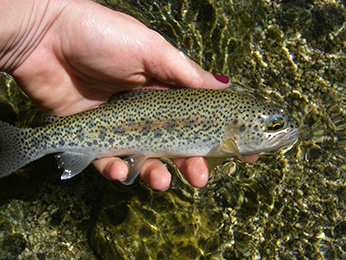 Coastal rainbow trout captured in Agua Blanca Creek