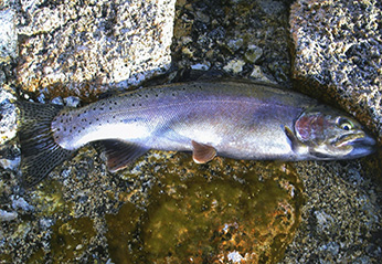 Eagle Lake rainbow trout