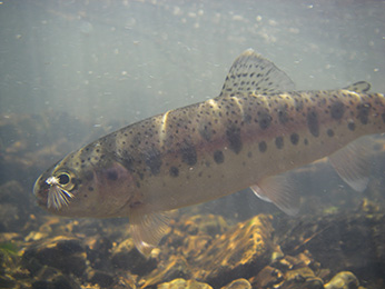 Underwater image of Goose Lake redband trout from Lassen Creek