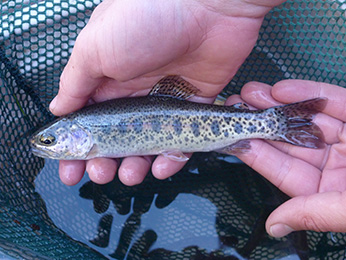 Goose Lake redband trout from Lassen Creek