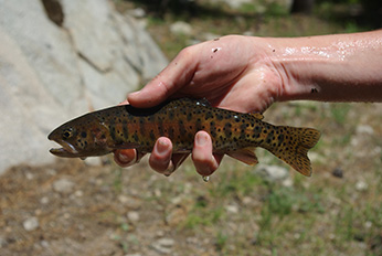 Stream-resident Lahontan cutthroat trout