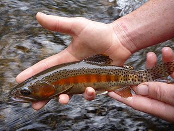 brown, spotted fish with orange stripe running head to tail