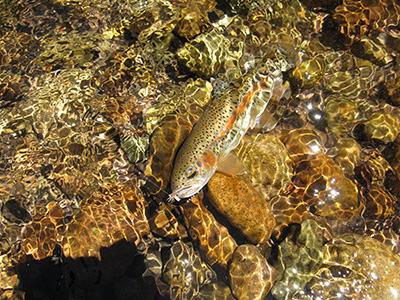 spotted fish in shallow water