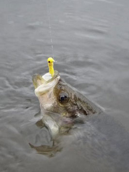 Sacramento perch in the water, caught on a yellow lure with its head above the water surface.