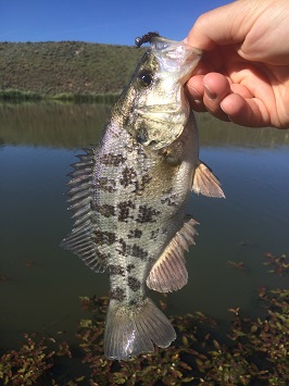 Sacramento Perch caught on a lure at a reservoir on a sunny day.