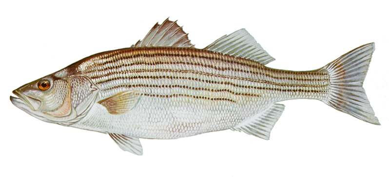 https://wildlife.ca.gov/Portals/0/Images/Fishing/Inland/StripedBass/StripedBass-DuaneRaver-USFWS.png