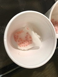 steelhead eggs in foam cup