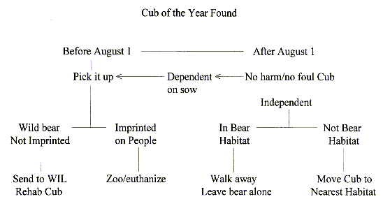 Decision tree for found bear cubs