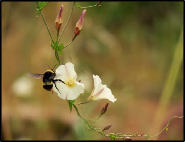 Photo of a Crotch's bumblebee landing on a flower.