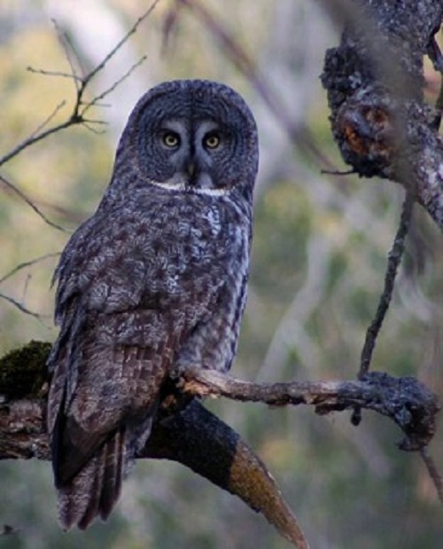 closeup of owl