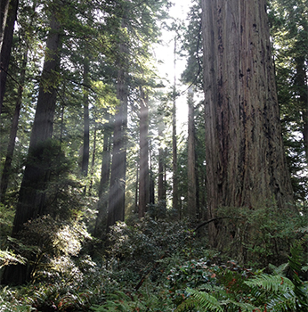 Redwoods