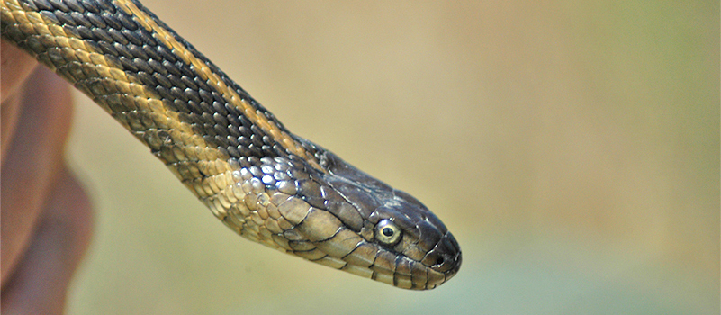 Giant Garter Snake