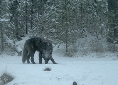 Image of Grey Wolf in the snow