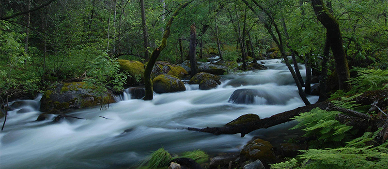 Willow-Creek-flowing