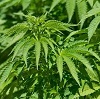 cannabis leaves