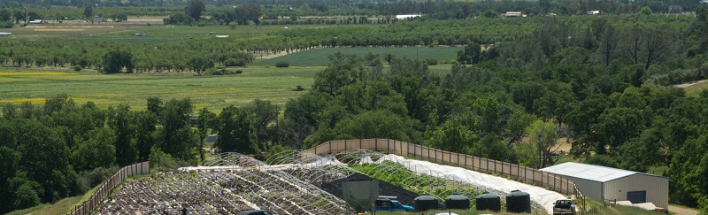 Cannabis farm overlooking a valley
