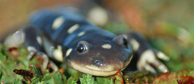 California tiger salamander adult