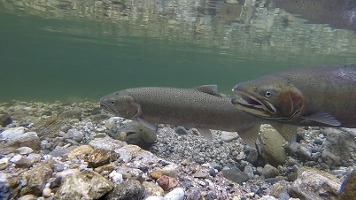 Two adult steelhead spawning in the river