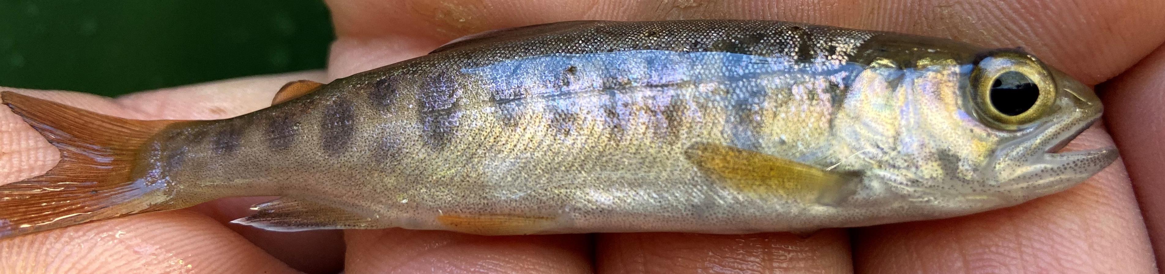 Juvenile coho salmon sampled in Lagunitas Creek, fish fits in the hand of sampler and is marked by orangeish fins with dark bars on the body
