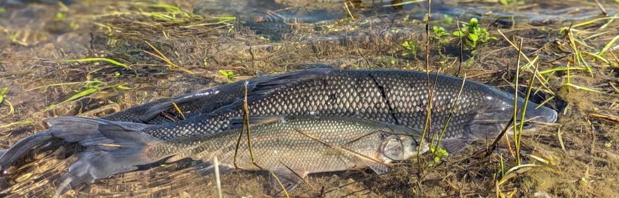 Clear Lake Hitch, Matt Young, USGS