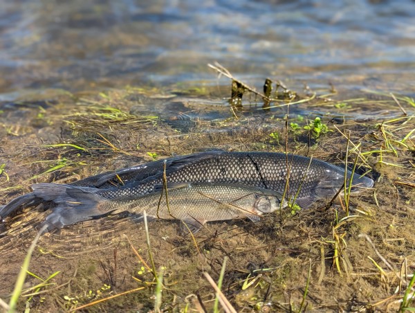 Three Clear Lake Hitch in shallow water and vegetation at the edge of the lake.